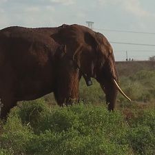 Why Kenya's new railway makes way for the Elephant