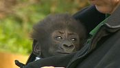 Gorilla baby makes her debut in Bristol Zoo … then falls asleep