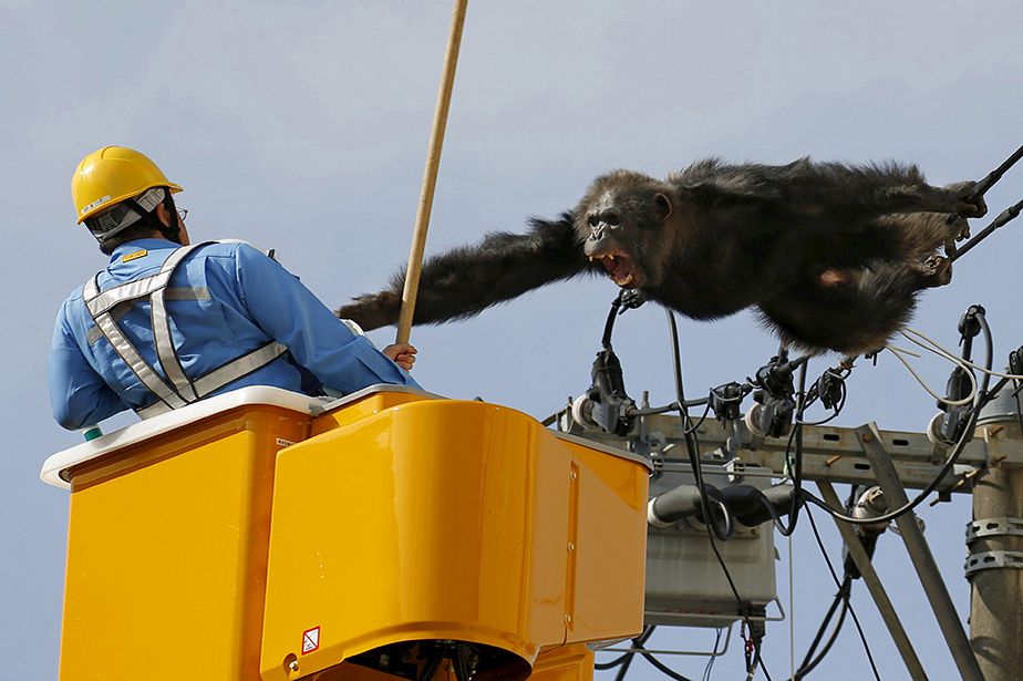 La cavale d'un chimpanzé au Japon se termine sur un pylône électrique
