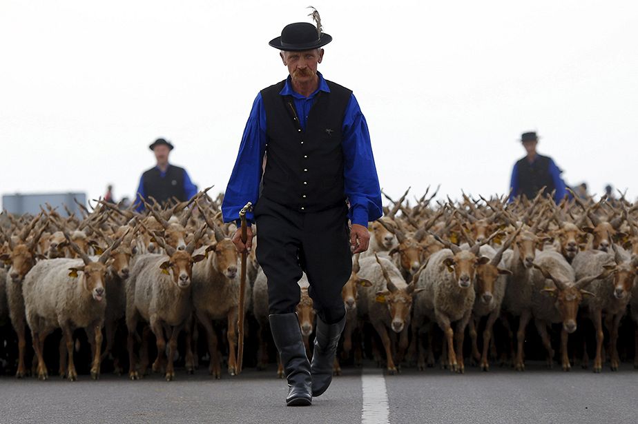 Transhumance des moutons en Hongrie