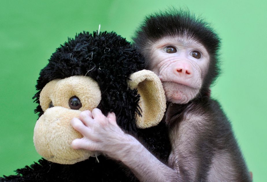 Un bébé babouin trouve le réconfort auprès de sa peluche
