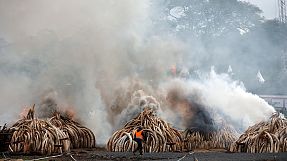 Kenya burns huge ivory stockpile calling for ban on trade