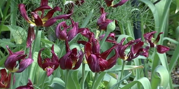 State of the world's plants in danger says new global report