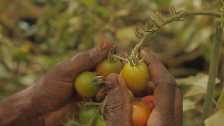 Senegal aposta na autossuficiência agrícola