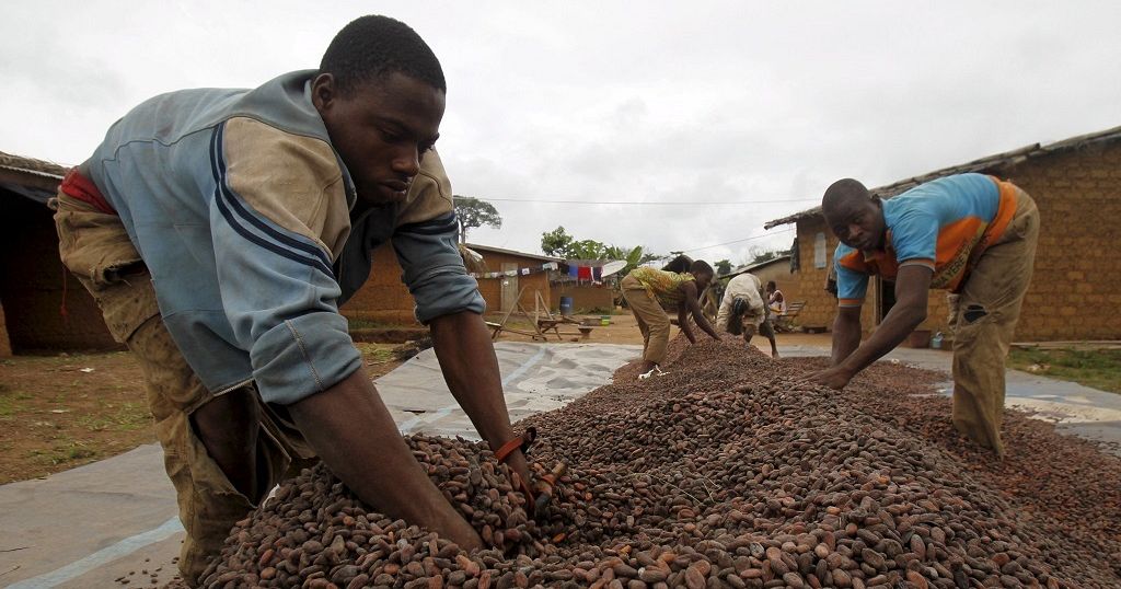 Ghana's midyear cocoa production hit by the Harmattan Africanews