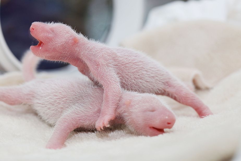 Carnet rose : les jumeaux pandas sont nés !