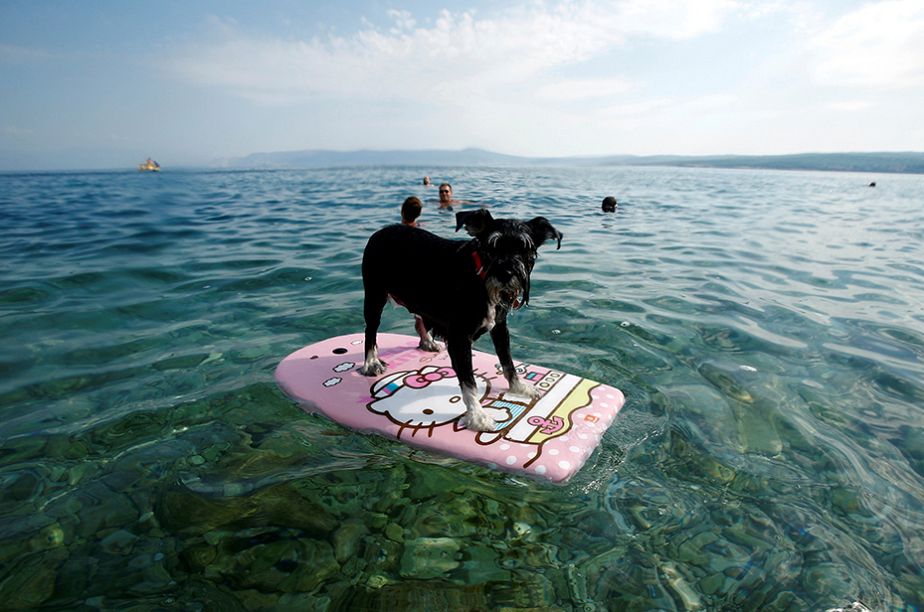 Une plage pour les toutous en Croatie