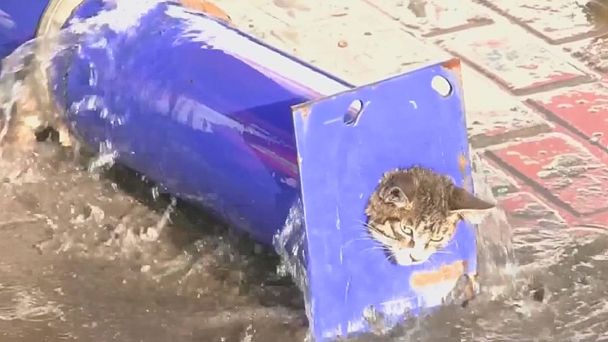 Rescate en China de un gato en apuros