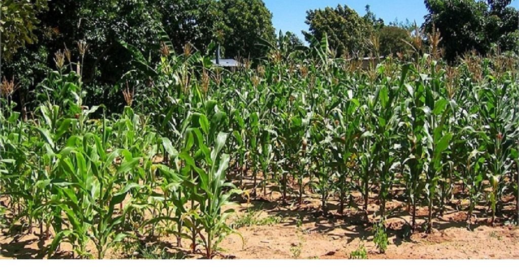 Zimbabwe: Drought-hit farmers improve agriculture through science