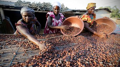 Image result for Ivory Coast slashes Cocoa farmers' price for mid-crop