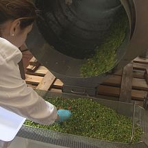 Legumes see new life in flowerpots