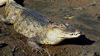 South African man 'eaten' by crocodiles during hunt in Zimbabwe