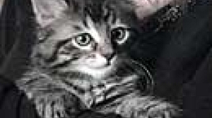 USA : elle fait cloner sa chatte adorée