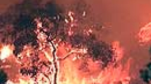Conference combats forest fires