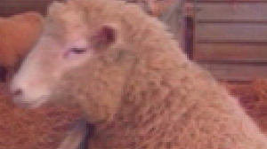 Human cloning licence for Dolly creator