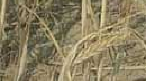 EC help for drought-stricken farmers