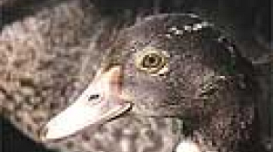 Bird flu may have reached Europe