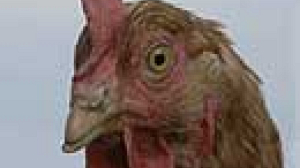 Poules et poulets néerlandais privés de sortie pour cause de grippe