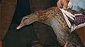 Grippe aviaire : l’Europe ne doit pas céder à la panique