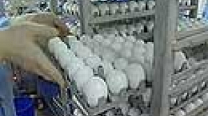 Grippe aviaire : l’Union européenne dispense de nouveaux conseils d’hygiène