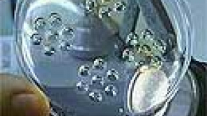 Health experts seek bird flu plan