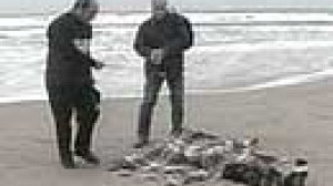Bodies of would-be immigrants recovered in Italian waters
