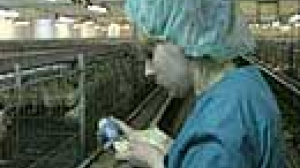 Bird flu alert in Ukraine