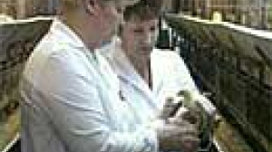 Ukraine dealing with bird flu alert