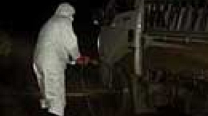 Turkish authorities struggle to contain birdflu epidemic