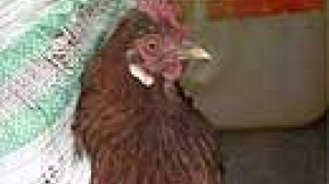 Human bird flu spreads west in Turkey