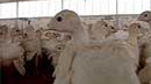 Germany latest in EU to be hit by birdflu