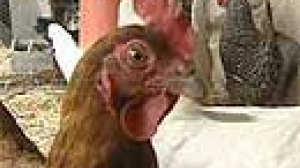 EU approves French and Dutch poultry vaccine plans