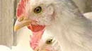 Grippe aviaire : les volailles désormais menacées dans l’UE