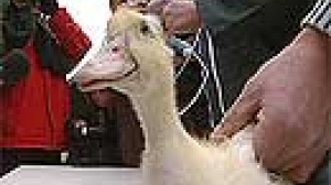 France launches bird flu vaccination program