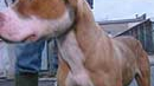 Second fatal dog attack in France in two weeks