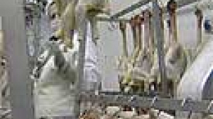 Limited poultry sector aid given formal EU approval