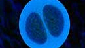 EU ministers agree to extend stem cell research