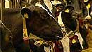 Virus leads to livestock transport restrictions in EU