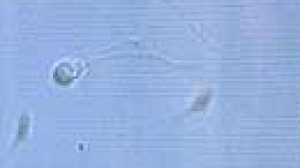 Warning about sperm donations over the Internet