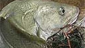 EU agrees 10-25% quota cuts for deep-sea catch