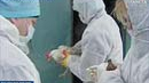 Russians vaccinate poultry against bird flu