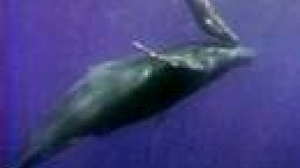 Whale hunting on the menu again.