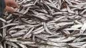 Golfe de Gascogne : l’interdiction de la pêche à l’anchois maintenue