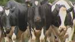 Grande-Bretagne : les souches de fièvre aphteuse seraient identiques