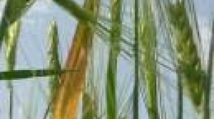 Céréales : suspension de l’obligation de jachère