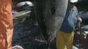 EU imposes ban on bluefin tuna fishing