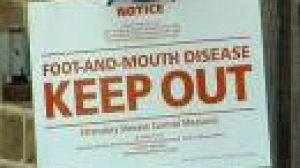 First Bluetongue case diagnosed in UK