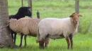 Britain conducts tests on Bluetongue case