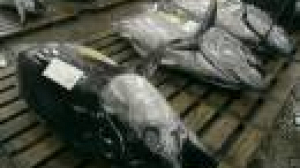 Seven countries fail to honour EU tuna controls