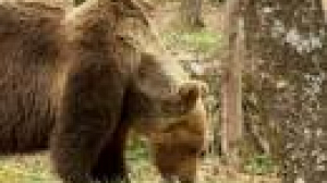Police hunt killers of three rare bears in Italy
